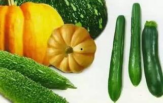 小不点吃瓜,一场甜蜜的夏日冒险