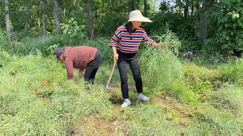 农村坐地头吃瓜,坐地头吃瓜，尽享丰收喜悦