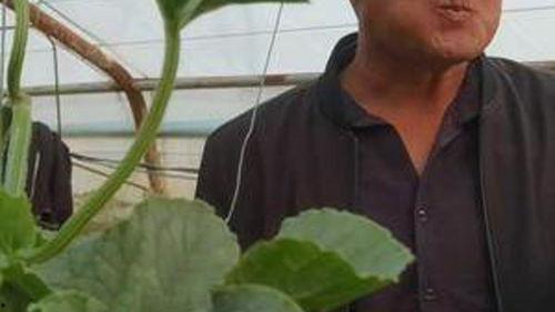 农村坐地头吃瓜,坐地头吃瓜，尽享丰收喜悦