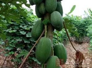 奶瓜树怎么吃,解锁天然甜品新方式