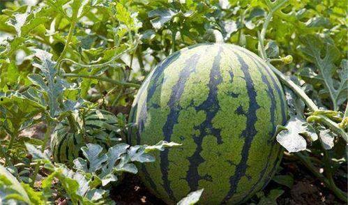 江南小哥吃瓜江苏