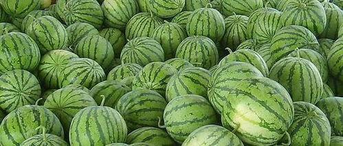 江南小哥吃瓜江苏