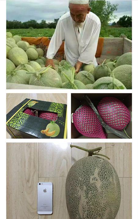 中秋节吃瓜事件,揭秘中秋吃瓜事件的背后真相