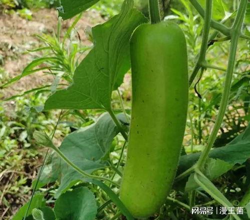 拉瓜和西红柿能一起吃吗,能否共融的美食搭配探索