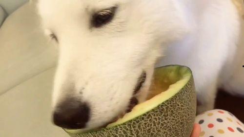 狗头侦探秀吃瓜群众,吃瓜群众揭秘悬疑事件背后的真相