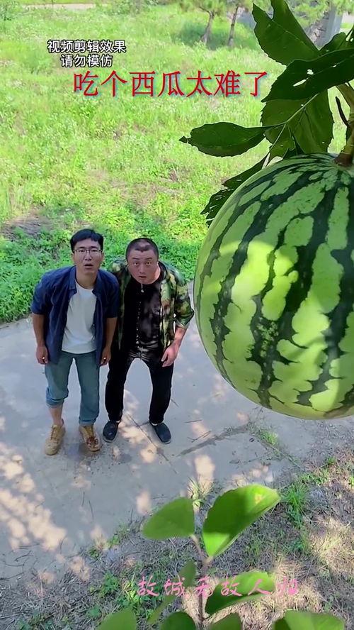 吃瓜有多好玩,揭秘网络热议背后的趣味与智慧