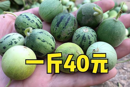 最不敢吃的瓜,揭秘最令人望而却步的禁忌美食