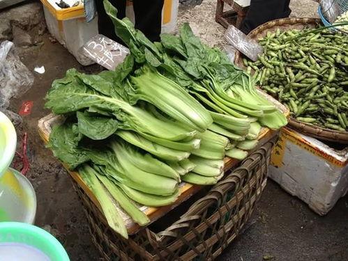 喂猪吃蜜瓜,一场甜蜜的农业创新实践