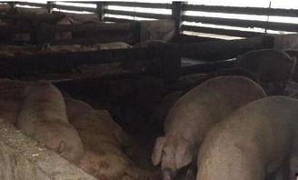 喂猪吃蜜瓜,一场甜蜜的农业创新实践