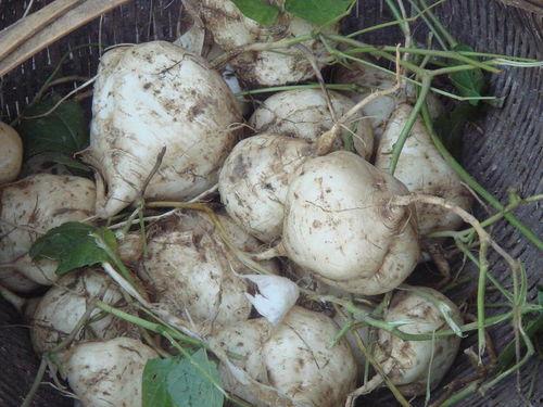 吃瓜达人23,瓜界风云录