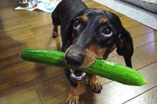 白狗吃瓜后续,揭秘神秘事件背后的真相与谜团