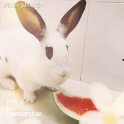 宠物兔夏天吃瓜