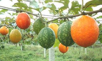 吃吊瓜声控,解锁味蕾新体验