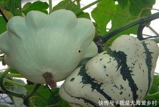 晒干的瓜应该怎么吃,晒干瓜的多样食用攻略