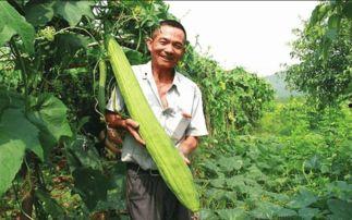 晒干的瓜应该怎么吃,晒干瓜的多样食用攻略