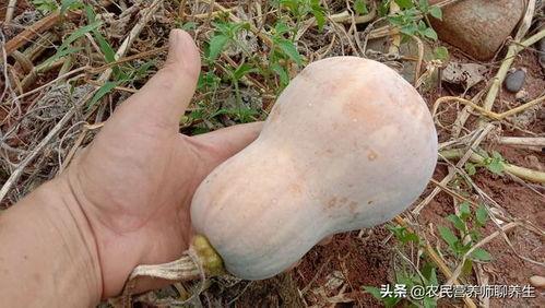 晒干的瓜应该怎么吃,晒干瓜的多样食用攻略