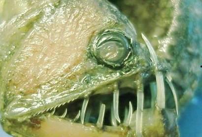 小鱼吃海棠的瓜,小鱼与海棠的美食传奇