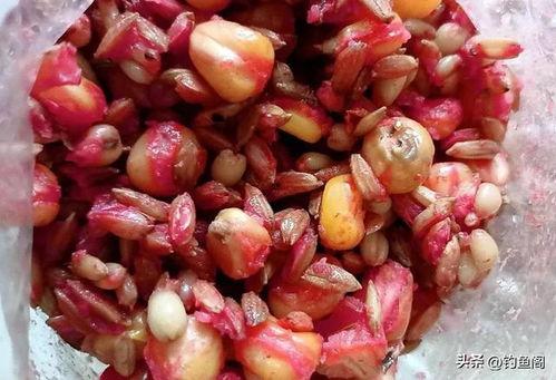 小鱼吃海棠的瓜,小鱼与海棠的美食传奇