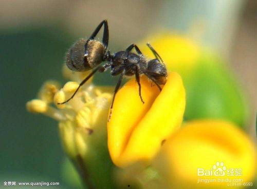油画棒蚂蚁吃瓜,蚂蚁与瓜果的奇妙邂逅