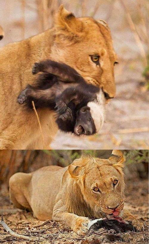 动物并排吃瓜看戏,共享瓜戏时光