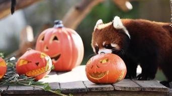 动物并排吃瓜看戏,共享瓜戏时光