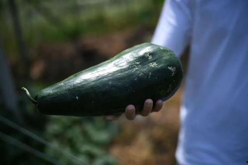 吃瓜溧阳,吃瓜之旅，品味地方特色