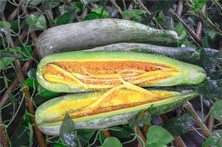 网红吃瓜技巧,轻松解锁娱乐圈最新瓜果技巧