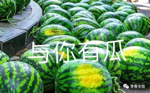 上大学吃的瓜,揭秘校园生活点滴趣事