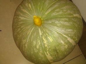 吃瓜都有啥类型,揭秘各类“瓜”的丰富内涵与趣味