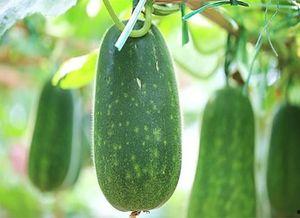 吃瓜不能喝水吗