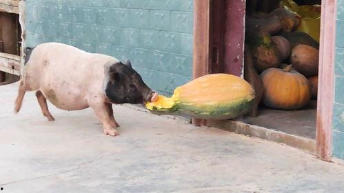 吃瓜的小猪,吃瓜小猪的趣味食光之旅