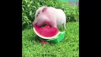 吃瓜的小猪,吃瓜小猪的趣味食光之旅