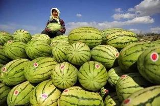 带你吃瓜公司,揭秘网红美食背后的故事