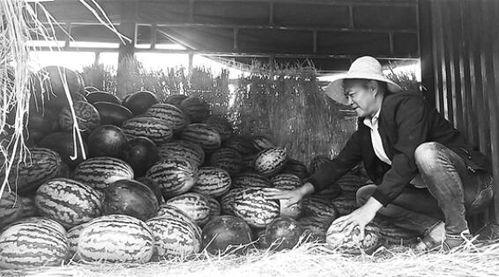 大长垣吃瓜群众,吃瓜群众的欢乐盛宴