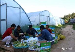 大长垣吃瓜群众,吃瓜群众的欢乐盛宴