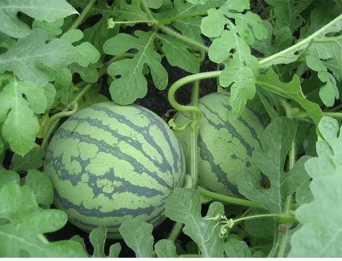 廖总吃瓜,揭秘娱乐圈幕后风云