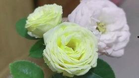 兔子洞吃瓜,揭秘吃瓜背后的趣味世界