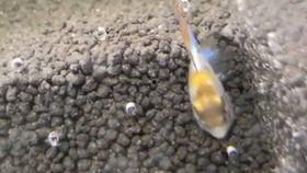 胡子吃瓜,揭秘娱乐圈的幕后故事