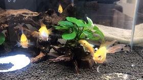 胡子吃瓜,揭秘娱乐圈的幕后故事