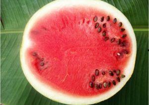 燕郊吃瓜中毒,揭秘背后的食品安全隐患